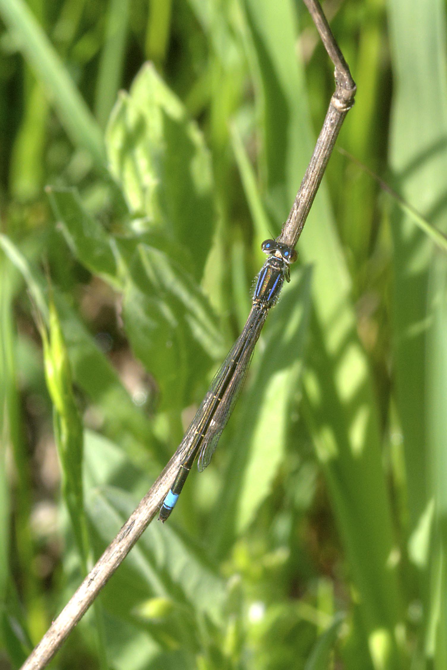 ischnura elegans